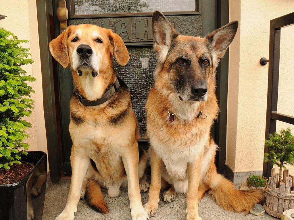 teure hilfe zirndorfer retten hund und werden abkassiert zirndorf nordbayern de