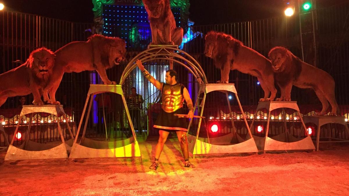 Wildtierverbot in Hersbruck: Zirkus trickst die Stadt aus Wildtierverbot in Hersbruck: Zirkus trickst die Stadt aus