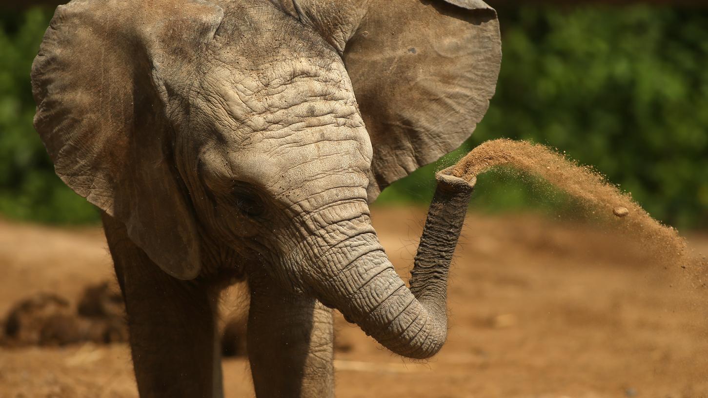 Ein Elefant hob in Uganda einen Jungen mit seinem Rüssel hoch und warf ihn auf die Straße. Das Kind starb.
