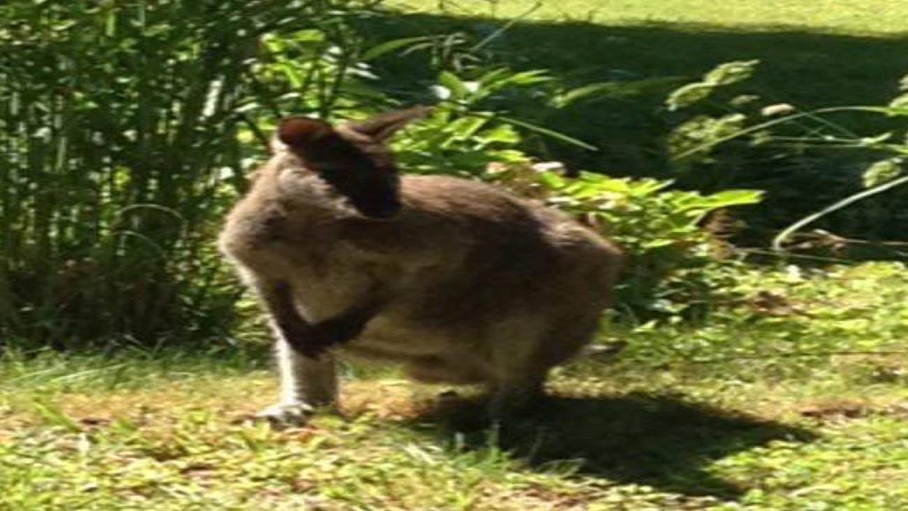 Känguru hüpfte über Bahnschwellen in Postbauer-Heng