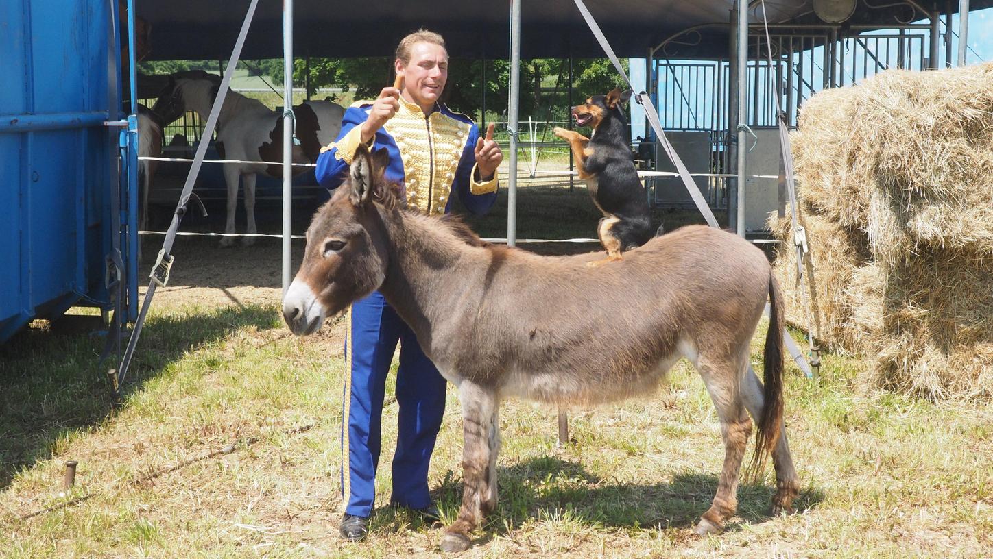 Probe für eine Tiernummer beim Zirkus Carl Althoff, der nach Pegnitz kommt. In Hersbruck musste der Zirkus eine städtische Verordnung umgehen. Probe für eine Tiernummer beim Zirkus Carl Althoff, der nach Pegnitz kommt. In Hersbruck musste der Zirkus eine städtische Verordnung umgehen.