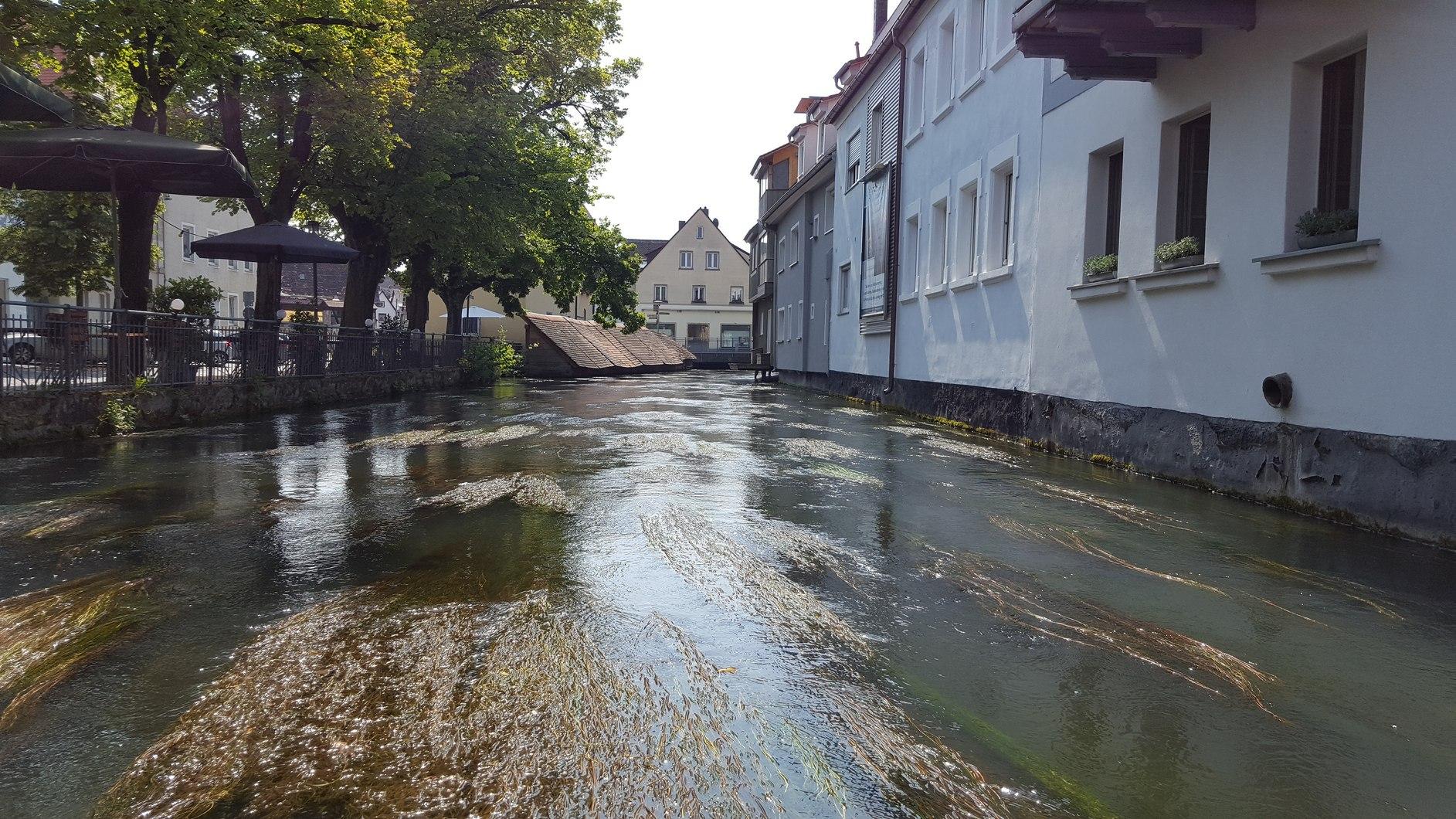 Fisch müsste man sein: Bei 35 Grad oder mehr im Schatten hilft allein schon der Anblick der Wiesent. Und erst recht der Anblick der Wiesent...