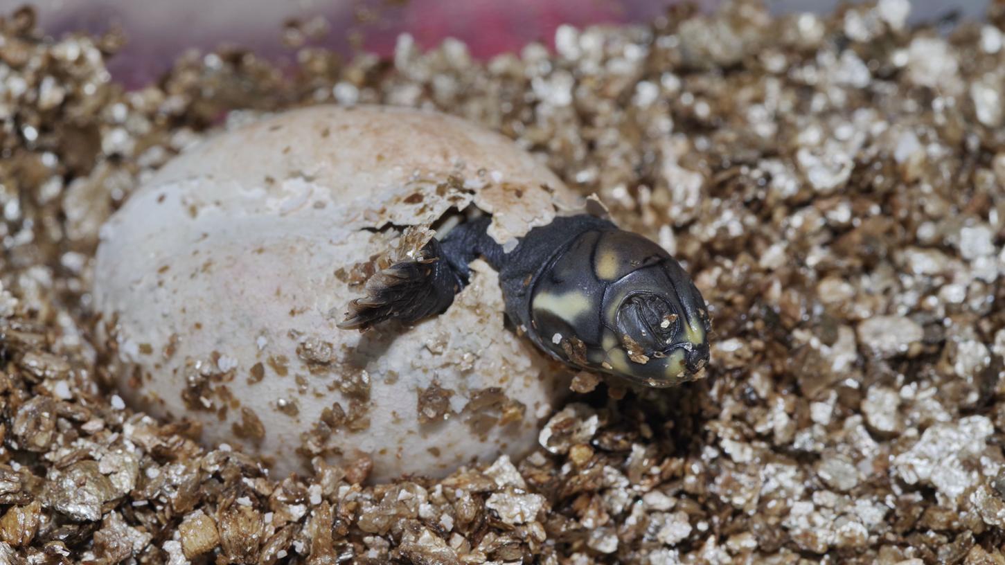 So süß: Schildkrötennachwuchs im Nürnberger Tiergarten
