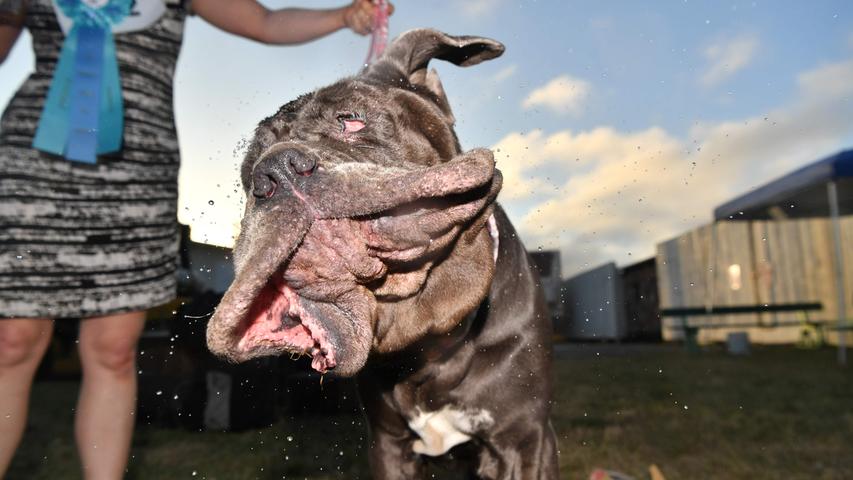 Wau, so hässlich: Die Bilder vom "Ugliest Dog"-Wettbewerb in den USA