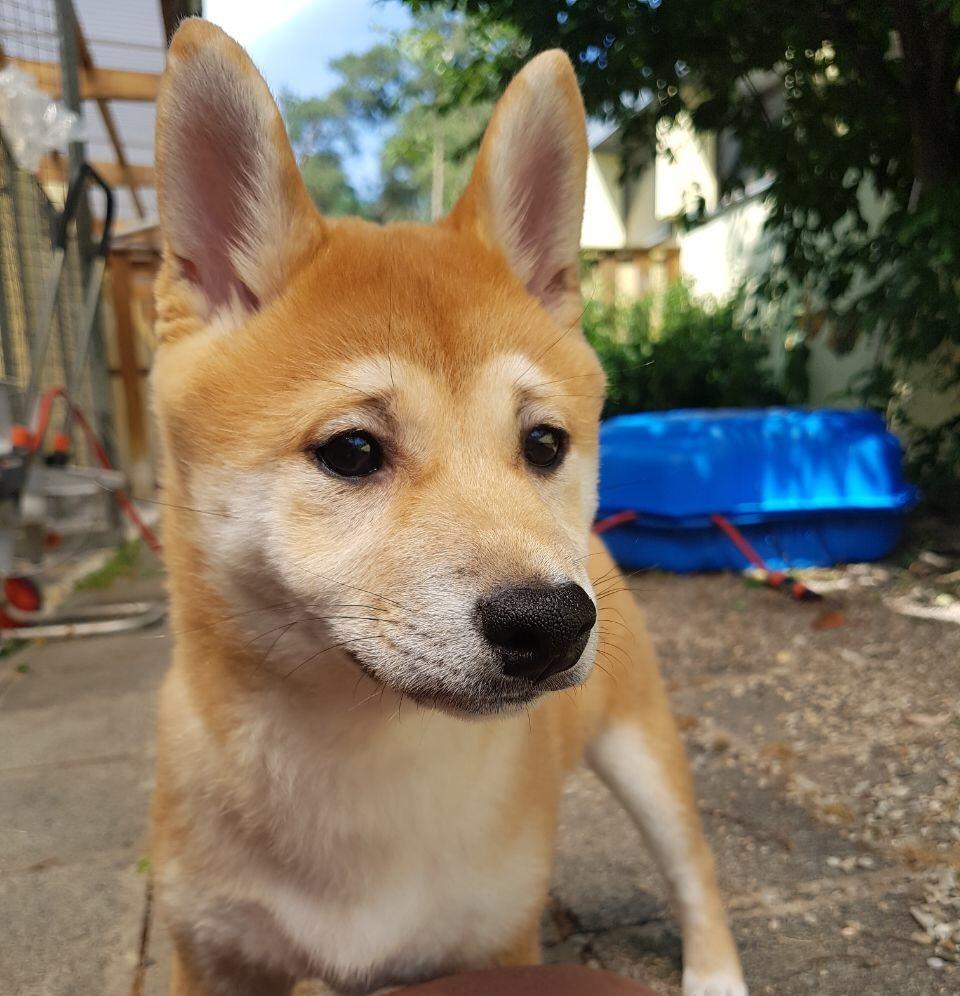 Nordbayernde Nürnberg Tierheim Vermittelt Erste Welpen