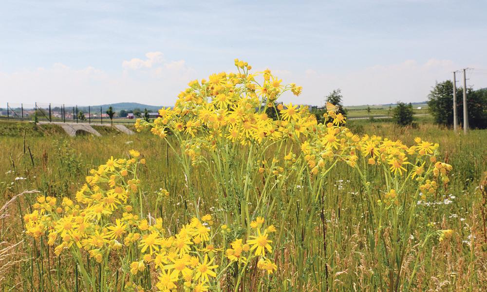 Gelbe Blumen Am Wegesrand
