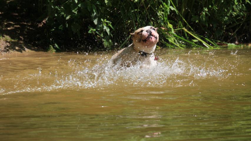 An vielen Orten sind Bademöglichkeiten für Hunde nicht extra ausgewiesen, ins Wasser dürfen sie aber dennoch.