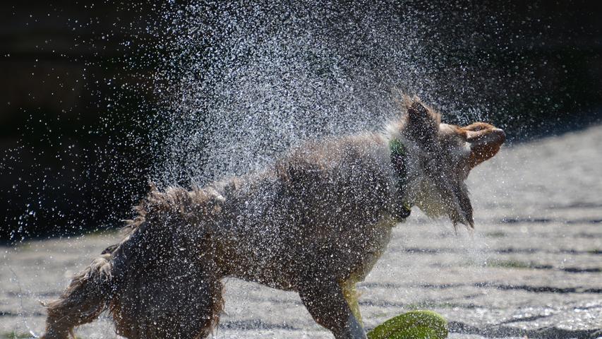 Urlaubsfeeling für Hunde: Ab ins kühle Nass, ein paar Runden drehen und dann so richtig schön das Wasser aus dem Fell schütteln.