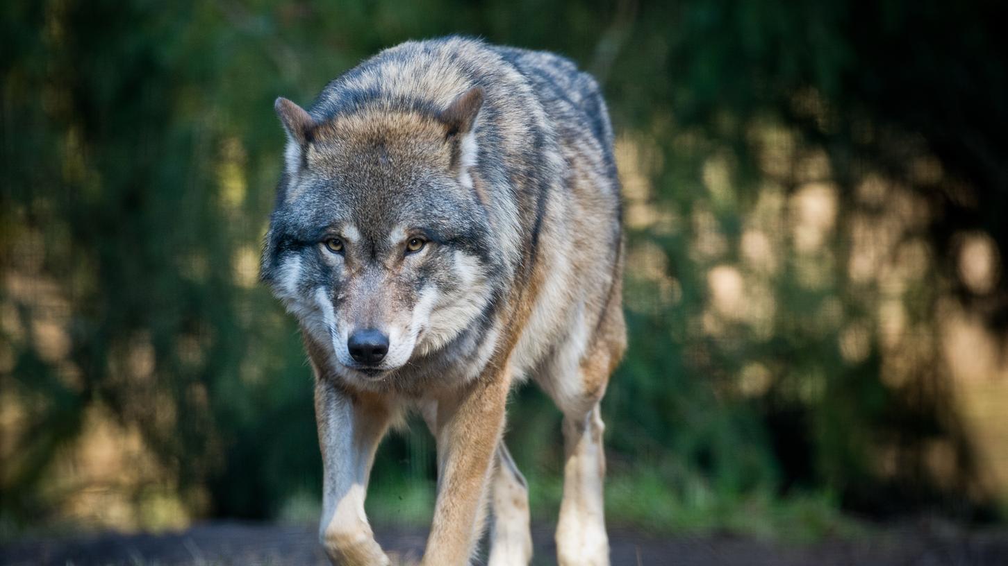 Männlicher Wolf in Hohenfels nachgewiesen