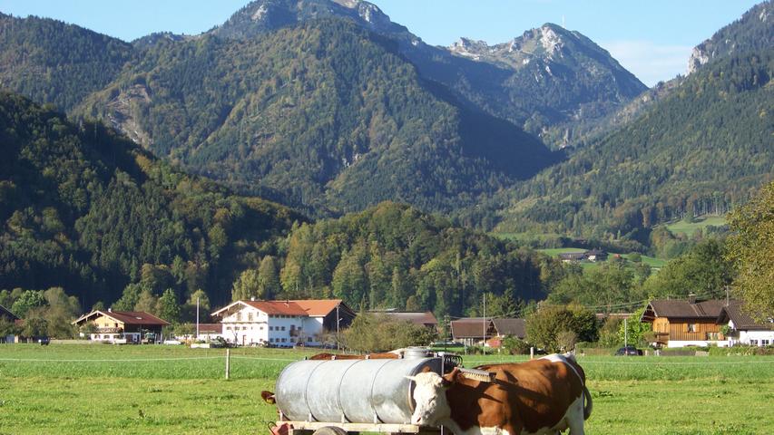Auf saftigen Wiesen im Inntal - hier in der Nähe von Oberaudorf - verbringen Kühe die Sommerwochen. Im Hintergrund der markante Gipfel des Wendelsteins.