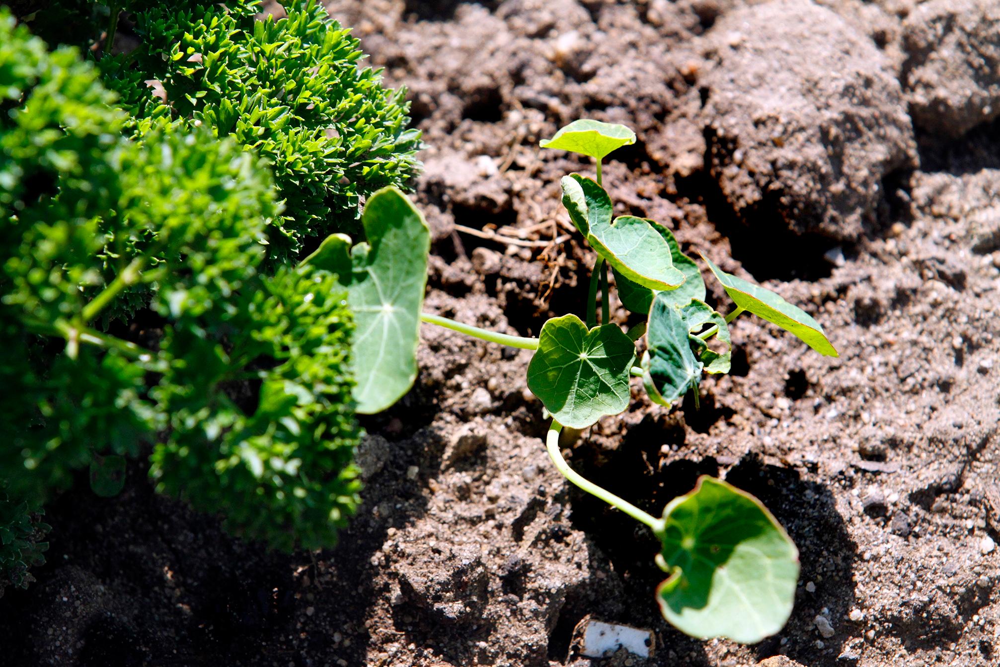 Vor Ort im Garten des Schwarzen Adlers
