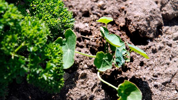 Vor Ort im Garten des Schwarzen Adlers