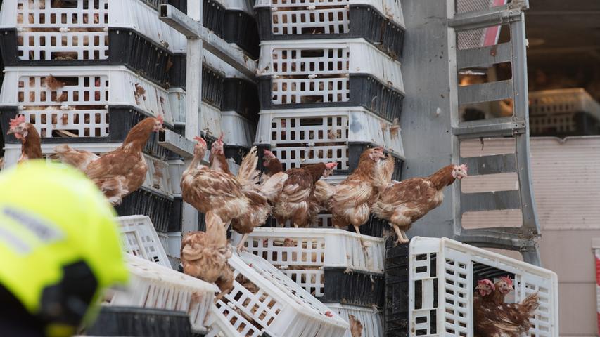 Tiertransport verunglückt: Tausende Hühner irren über Autobahn