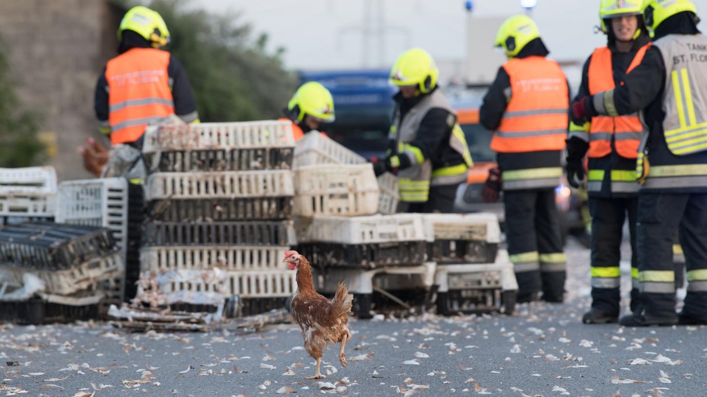 Plötzlich so viel Platz: Die Hühner nutzten die frisch gewonnene Bewegungsfreiheit, um sich auf der Autobahn auszutoben.