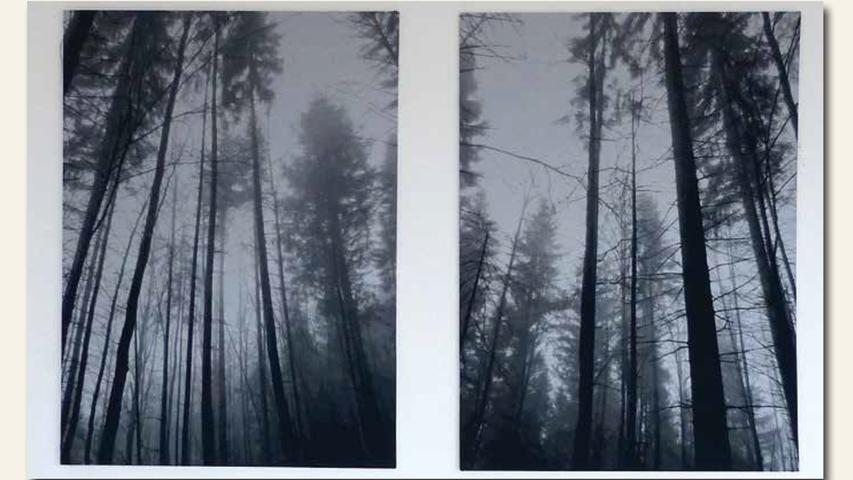 Gen Himmel strebt der Steckerleswald bei Sonja Weber. Die Spezialistin für fotografisch anmutende Web-Arbeiten erhält für ihre reizvoll verträumten "Waldstücke" einen der weiteren Preise.