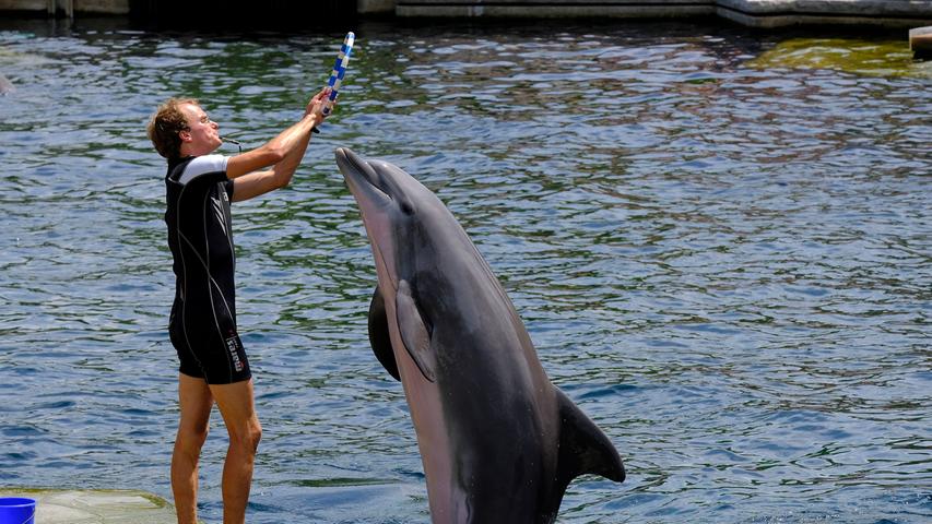 Delfine, Robben und mehr: Sommer-Kinderfest im Tiergarten Nürnberg