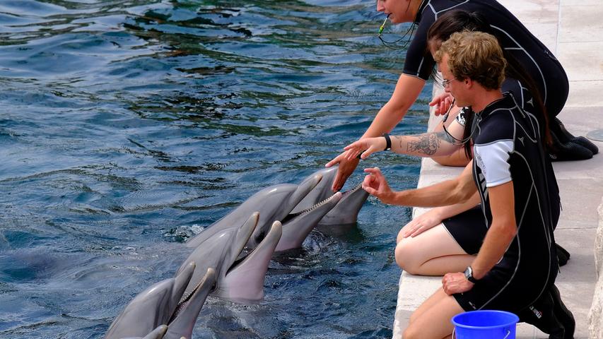 Delfine, Robben und mehr: Sommer-Kinderfest im Tiergarten Nürnberg