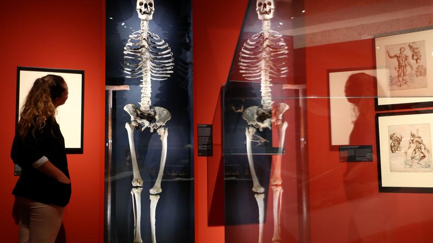 Der "Lange Anton", ein rund 400 Jahre altes Skelett eines 2,40 Meter großen Mannes, lässt so manchen Besucher den Kopf in den Nacken legen.