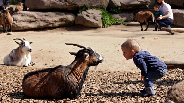 Um Säugetiere und Vögel artgerecht halten zu können, wurde in den letzten Jahren zwar die Artenzahl eingeschränkt, aktuell gibt es im Tiergarten nichtsdestotrotz etwa 3400 Tiere aus fast 290 Arten zu bestaunen, darunter etwa 80 Säugetierarten und ebenso viele Vogelarten.