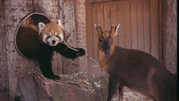 Am 18. Februar 2008 sind zwei Kleine Pandas im Tiergarten getötet worden. Einer der Pandabären lag im Freigehege, der andere im Stall. Die tödlichen Verletzungen wurden vermutlich durch einen spitzen Gegenstand hervorgerufen. Die Tiere hatten sich das Gehege mit drei Muntjaks geteilt. Eine Verletzung durch die Hirsche wurde ursprünglich ausgeschlossen, da die Muntjaks seit 1998 friedlich mit den Katzenbären zusammengelebt hätten. Die Kripo ermittelte, konnte menschliches Verschulden allerdings nicht nachweisen, weshalb davon auszugehen ist, dass die Verletzungen durch die Munjaks verursacht wurden.