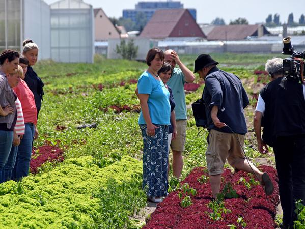 Auf dem Nürnberger Gemüse-Betrieb von Peter, Karin und Stefan Link mit Theresa Frantz als Landfrau, laufen die Dreharbeiten. Auf dem Nürnberger Gemüse-Betrieb von Peter, Karin und Stefan Link mit Theresa Frantz als Landfrau, laufen die Dreharbeiten.