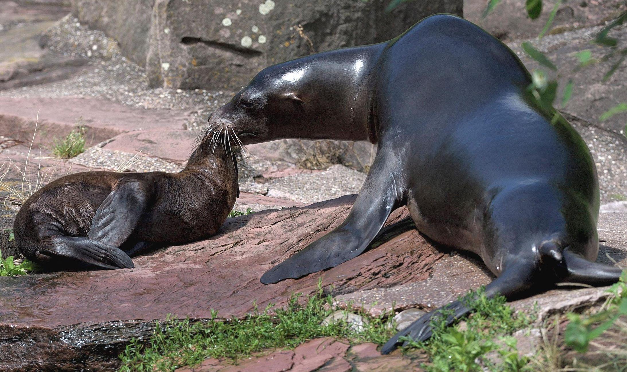 Fünffacher Seelöwen-Nachwuchs im Nürnberger Tiergarten