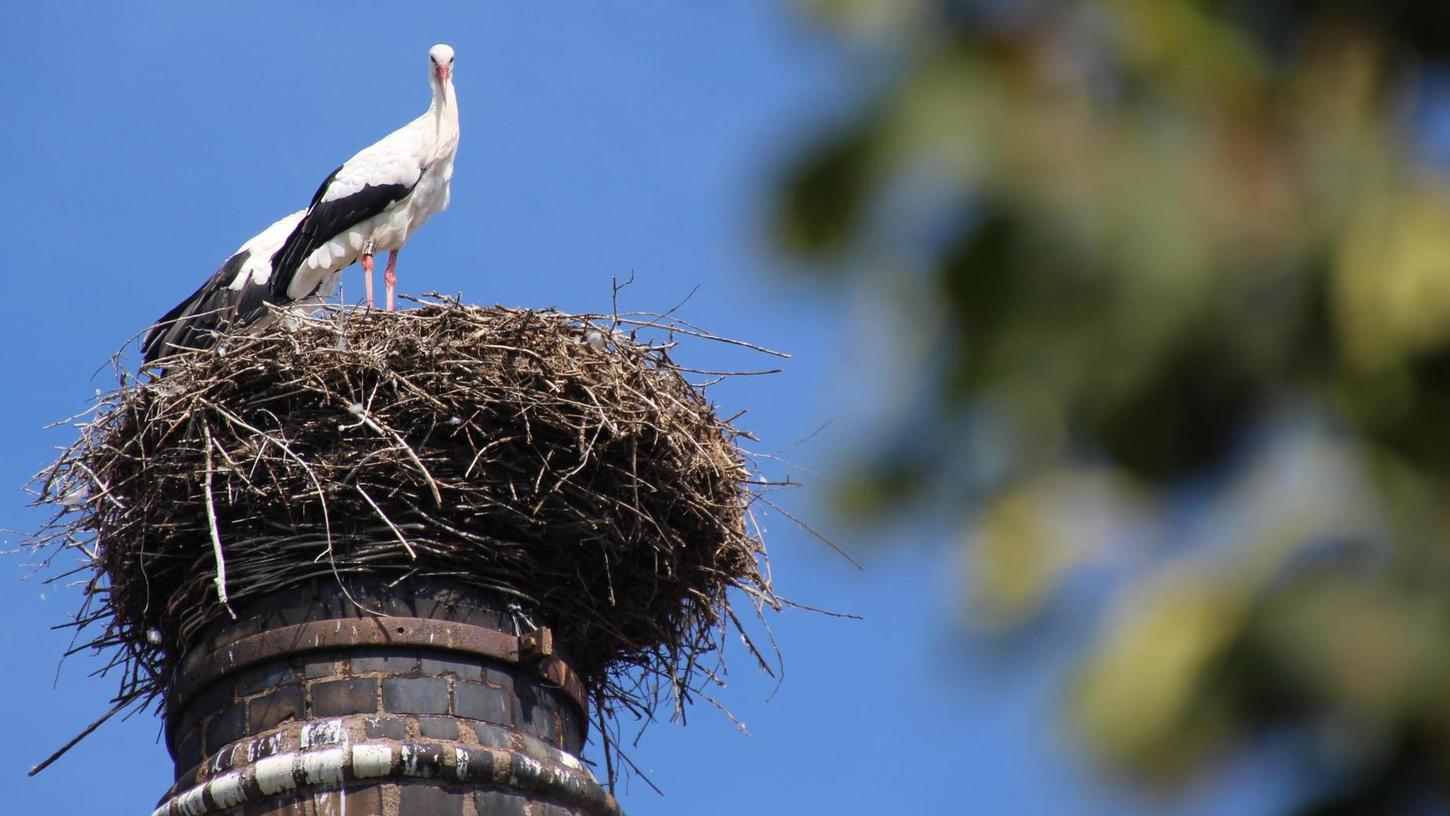 Erfolg für Vogelschützer: Storch gerettet!