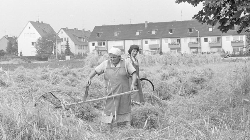 Mit schwerem Gerät im hohen Feld: Bäuerin Margarete Kolb und Helferin Lina bei der Ernte. Hier geht es zum Kalenderblatt vom 24. Juli 1967: Roggenernte im neuen Viertel