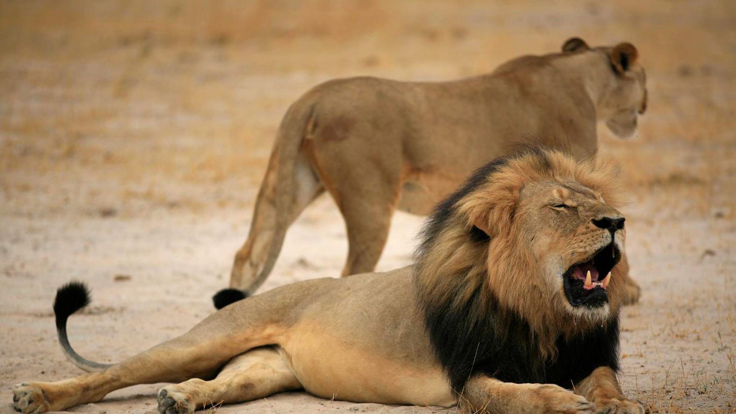 Trophäenjäger töten Löwe Cecils Sohn in Simbabwe
