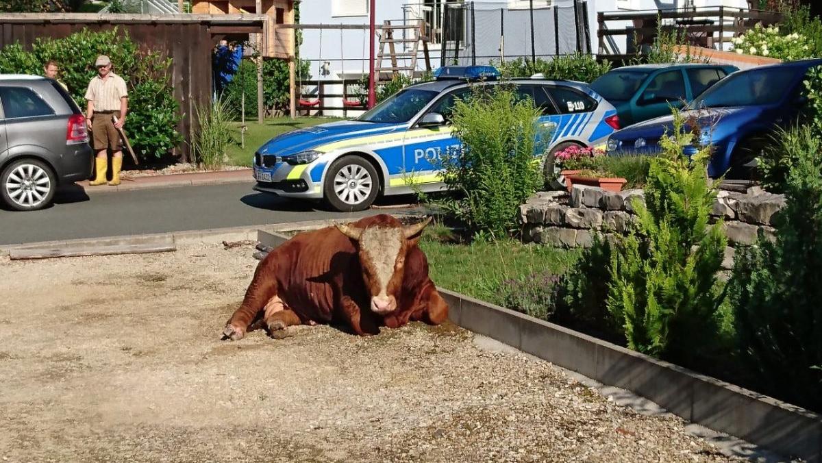 700-Kilo-Stier flüchtet vor Schlachter in einen Vorgarten