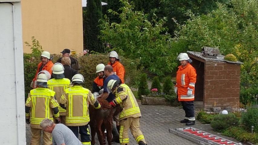 Ausgebüxt in Eschenbach: Jungbulle hält Feuerwehr auf Trab