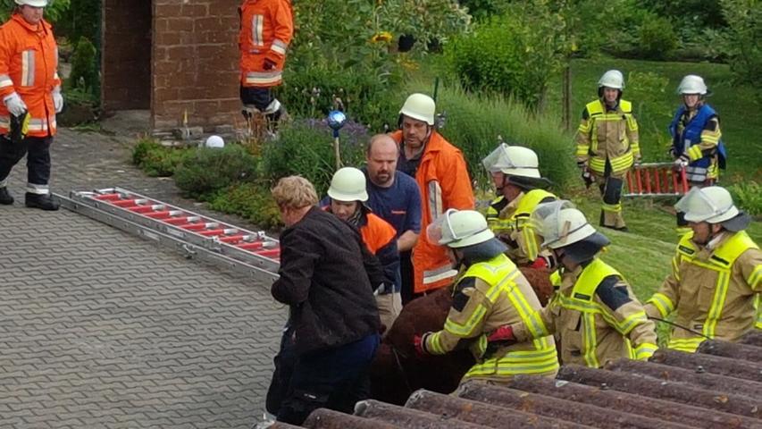 Ausgebüxt in Eschenbach: Jungbulle hält Feuerwehr auf Trab