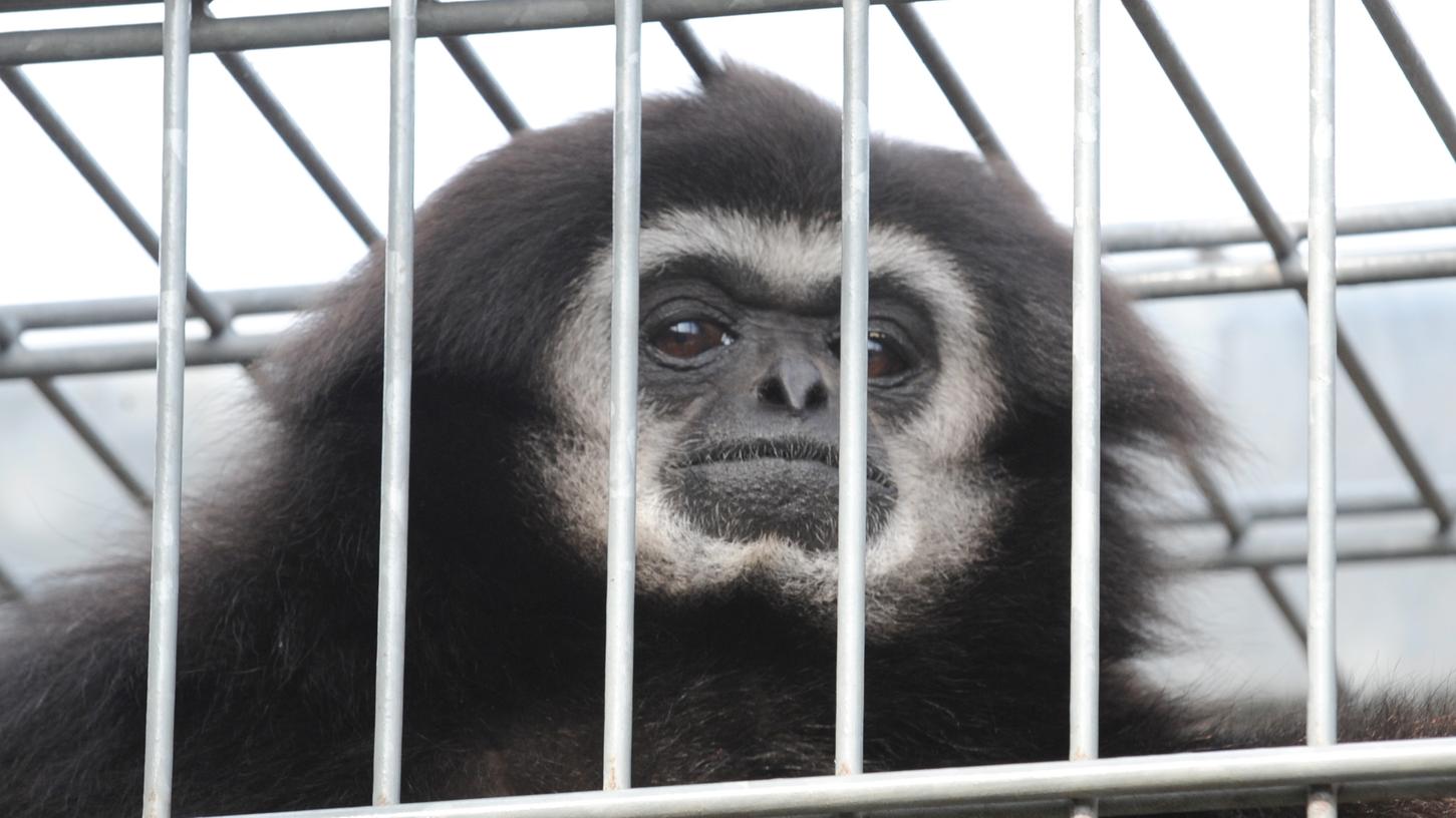 Gibbon Joschi war  das "Urviech" im Jura-Zoo.