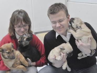 tierschutzer entdecken einen kleinbus voller hunde nurnberg nordbayern de