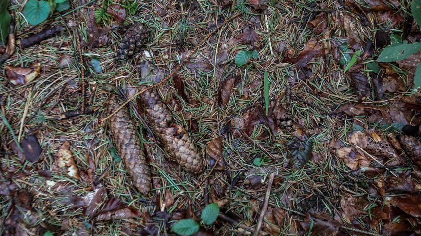 Leise rieseln derzeit die Nadeln auf den Waldboden, weil der Borkenkäfer die Fichten so nachhaltig schädigt, dass sie langsam absterben.