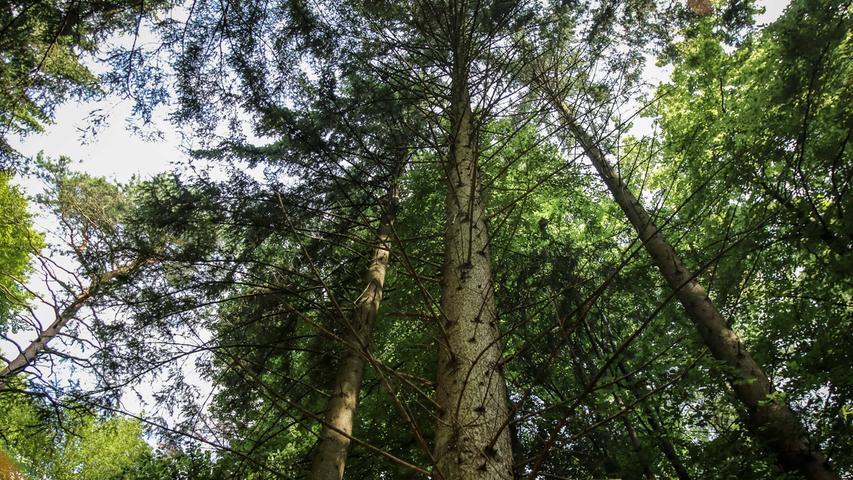 Nadelbäume hingegen können grundsätzlich in kürzerer Zeit mehr Kohlenstoff binden. Bei der Fichte sind es innerhalb von 180 Jahren 665 Tonnen pro Hektar, bei der Kiefer 493.