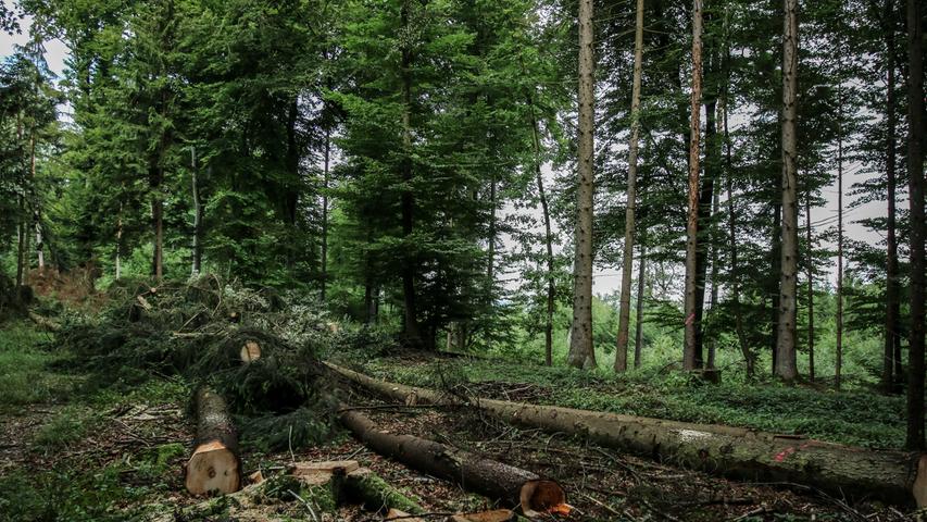 Waldbesitzer sollten deshalb häufig auf Bohrmehlsuche gehen und befallene Bäume möglichst zügig aus dem Wald entfernen, bevor die Käfer neu ausschwärmen. Denn wenn sich erst die Rinde vom Baum löst, ist es zu spät.