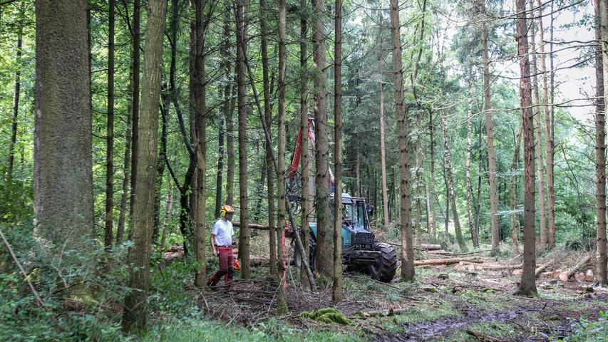 Mit Motorsäge und Harvester fällen sie befallene Bäume und machen sie transportfertig, so dass die Käferbäume schnell aus dem Wald entfernt werden können.