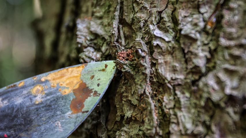 Die Waldbesitzer kämpfen unterdessen mit dem Borkenkäfer, der sich im warmen Winter rasend vermehrt hat. Die FBG Franken-Süd spricht von einer „dramatischen Situation“, vielerorts müssen ganze Wälder gefällt werden.