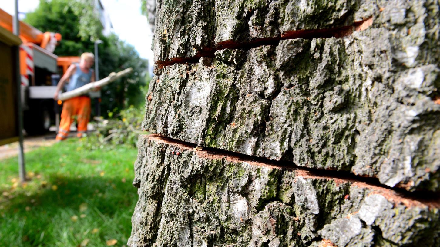 Säge-Attacke: Birken an Gedenkstätte massiv beschädigt