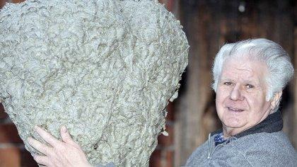 Der Schwabacher Imker Reinhold Hartl hat ein riesiges Wespennest auf dem Dachboden in Weißenburg gefunden. Der Schwabacher Imker Reinhold Hartl hat ein riesiges Wespennest auf dem Dachboden in Weißenburg gefunden.