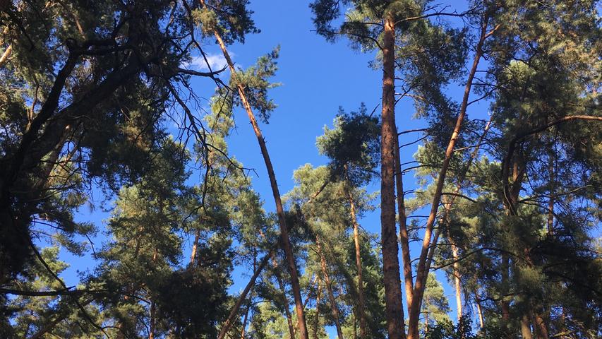 Über den fränkischen Wäldern zeigt sich der Himmel am Samstag von seiner besten Seite, eine sattes Blau liegt über den Baumkronen.