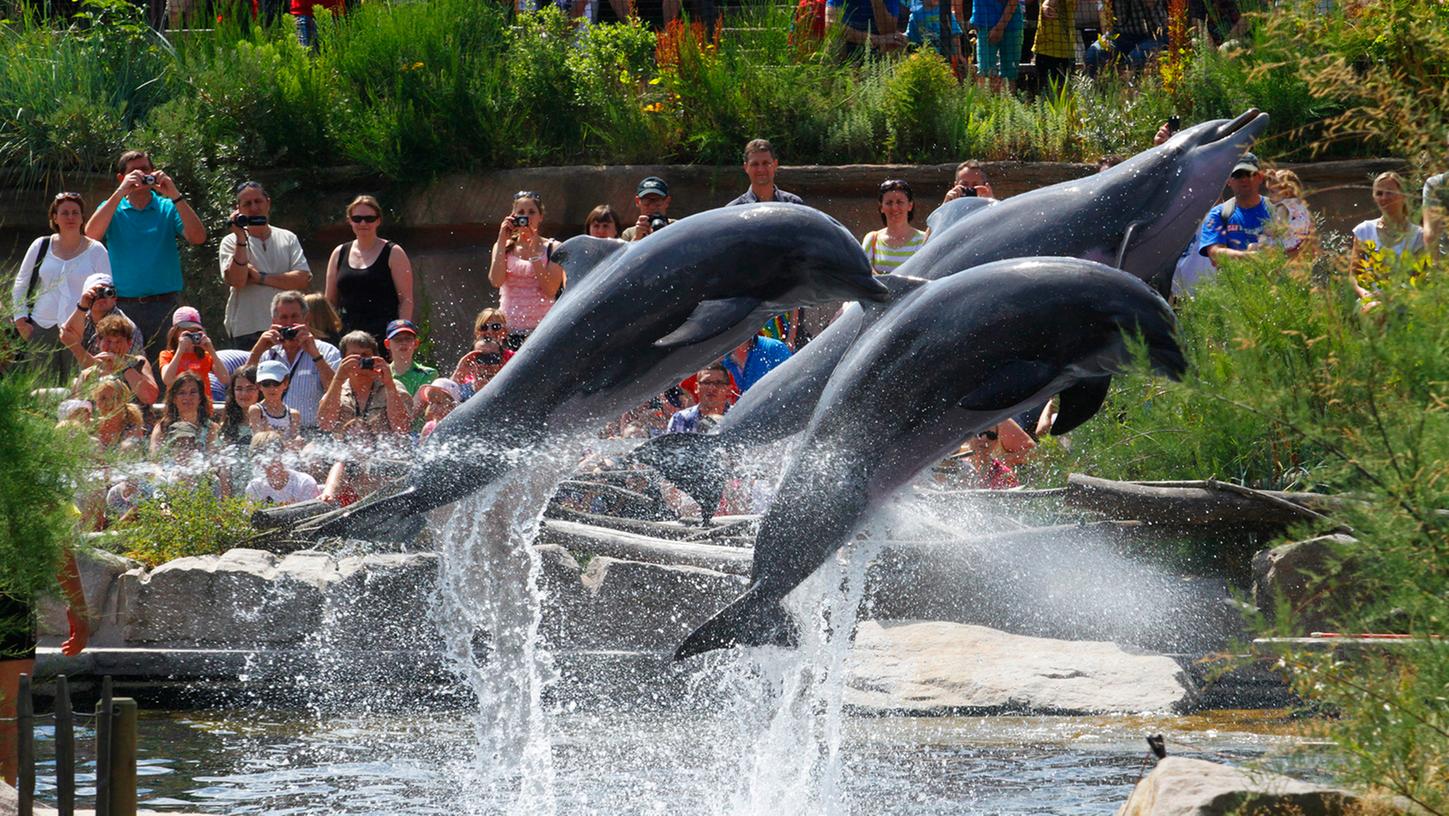Peta: Nürnberger Tiergarten soll Delfine freilassen