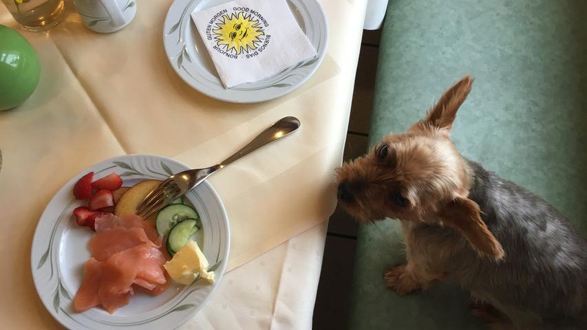 Bevor unser NN-Wanderreporter heute zur achten Station von Roth bis nach Hilpoltstein aufbricht, muss er sich im "Landhotel Böhm" sein Frühstück mit Hund Gino teilen. Ein "Nein" oder "Aus" hilft da nicht, denn der kleine Vierbeiner versteht nur Italienisch.