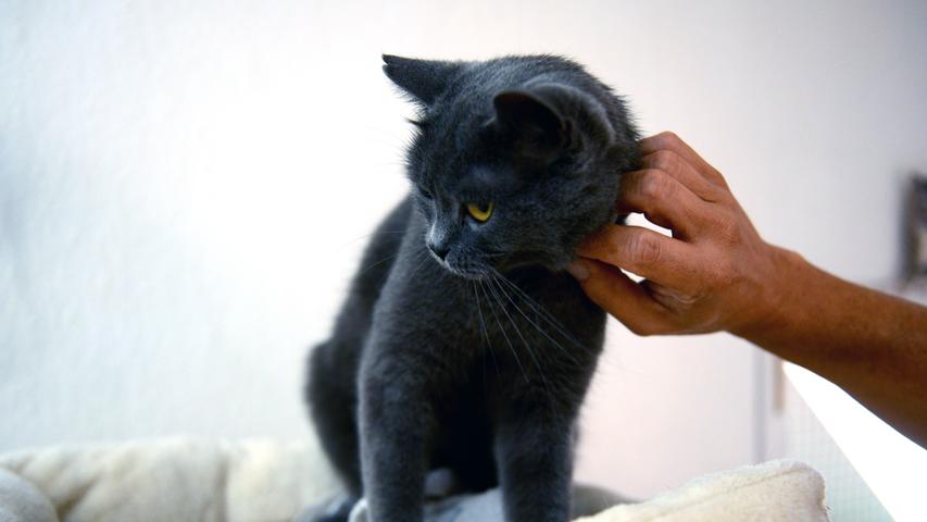 Die meisten Katzen im Katzenstübchen sollen an geeignete Besitzer vermittelt werden. Wer mit dem Gedanken spielt, sich eine Katze anzuschaffen, kann sich unter www.katzenstuebchen-fuerth.de informieren.