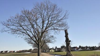 Pläne für Baugebiet vorerst jäh gebremst