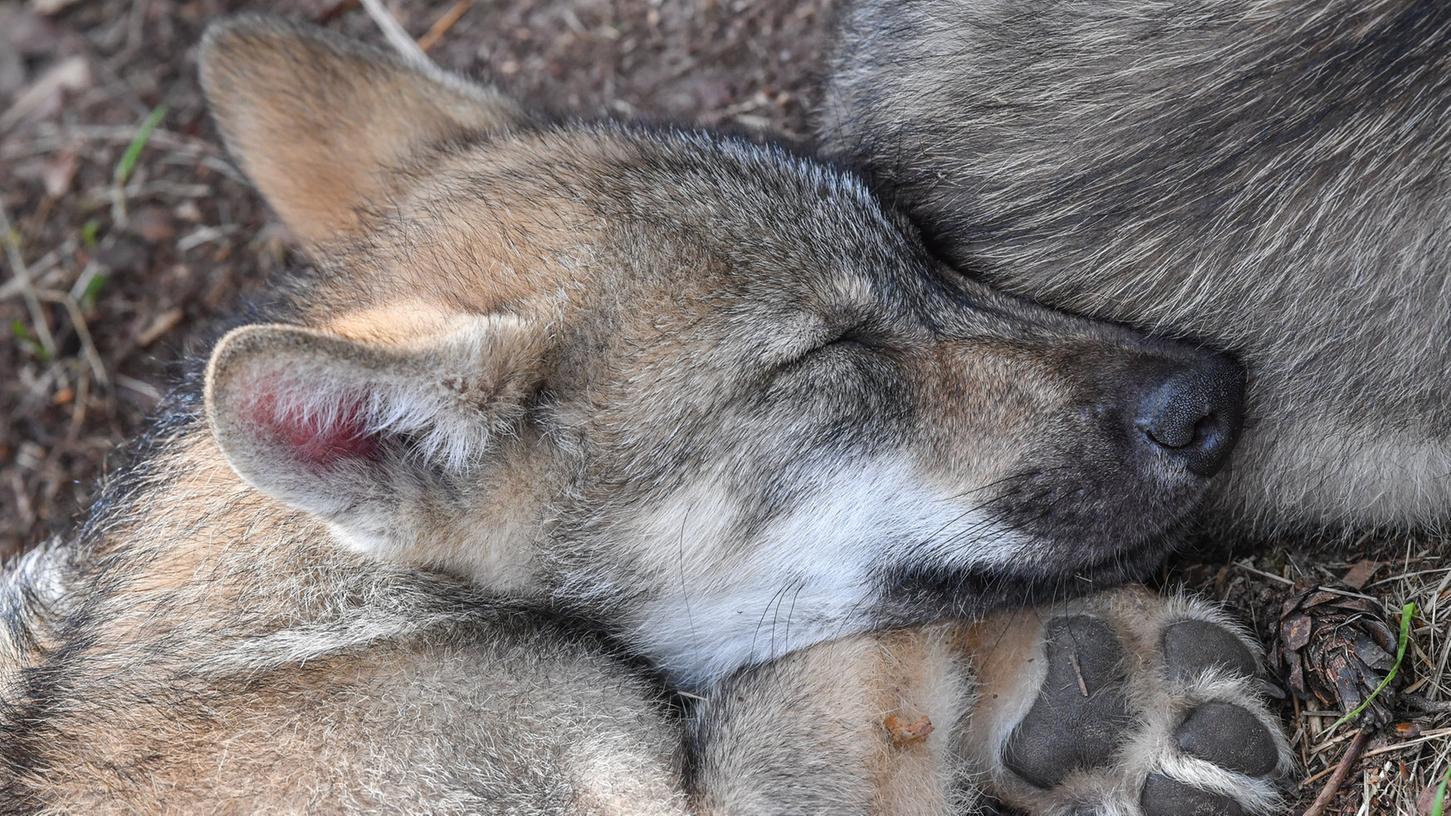 Nachdem in Bayern das erste Wolfsrudel heimisch ist, streiten sich Politiker und Umweltschützer über den richtigen Umgang mit den Tieren.