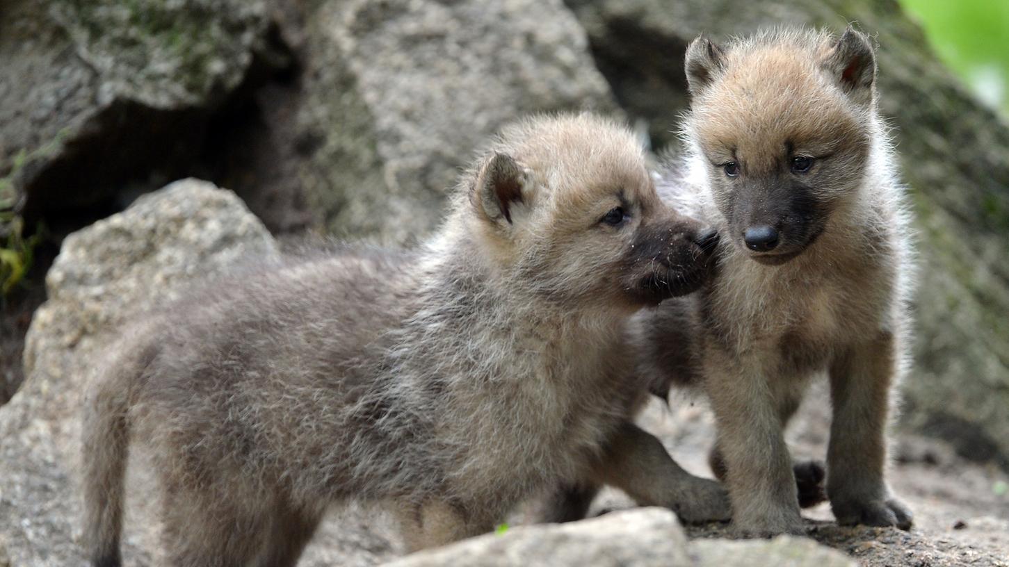 Nachdem drei Wölfe in Bayern geboren sind, gibt es auch bundesweit Stimmen, die eine Lockerung des Artenschutzes fordern.