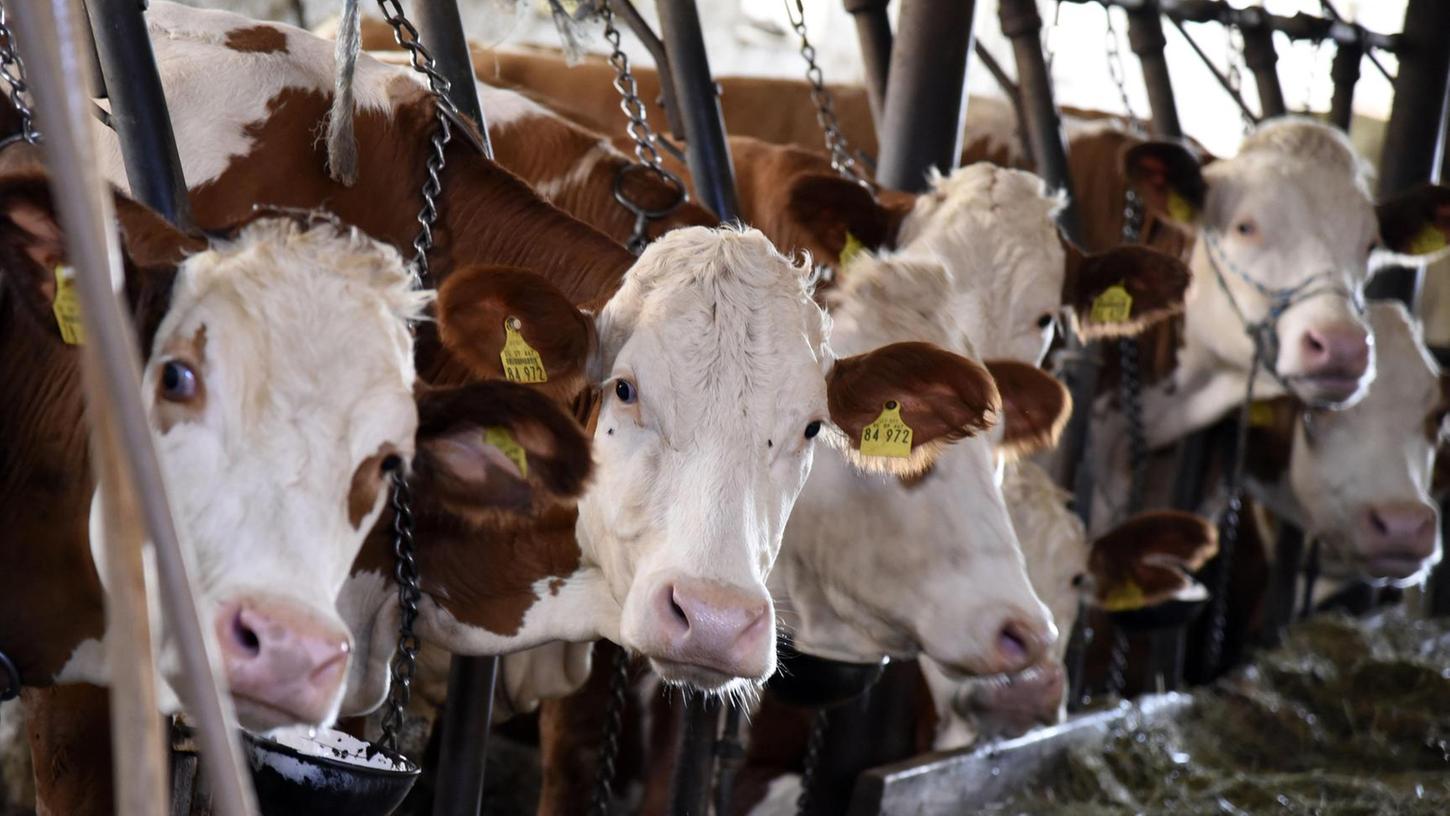 Weisendorf: Landwirte setzen auf Kühe