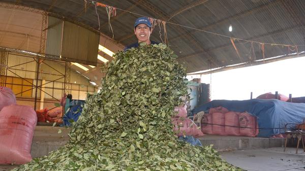 Bestimmte Pflanzen, Pilze oder Früchte sind dem Menschen schon seit Hunderten von Jahren wegen ihrer halluzinogenen, leistungssteigernden oder anregenden Wirkung bekannt. Ob aus religiösen oder medizinischen Gründen oder allein zum Zweck, den anstrengenden und entbehrungsreichen Alltag erträglicher zu machen - Rauschmittel sind schon lange Teil der Kulturgeschichte des Menschen. So linderten die Menschen in Bolivien, Kolumbien und Peru die Strapazen ihres Alltags in den Anden traditionellerweise durch das Kauen von Kokablättern (unser Bild zeigt Kokablätter, die zum Trocknen ausgebreitet werden), was eine euphorisierende und das Hunger- und Durstgefühl unterdrückende Wirkung mit sich bringt. Aus der Kokapflanze wird Kokain extrahiert. Weitere Beispiele für traditionelle Genuss- und Raschmittel aus aller Welt wären Kath am Horn von Afrika und die Betelnuss in Südostasien.